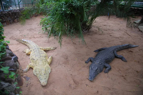 Grands Crocodiles Sont Couchés Jour Été Zimbabwe — Photo