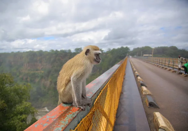 Macaco selvagem em Victoria Falls — Fotografia de Stock