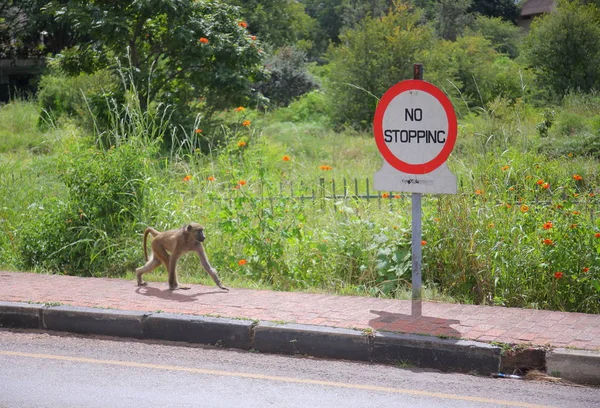 Wilder Affe in Victoria fällt — Stockfoto