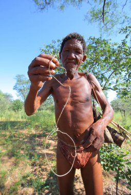 San Bushmen yürüyüş kalahari Çölü'nde 