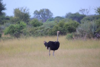 Devekuşu, Mahango oyun parkı