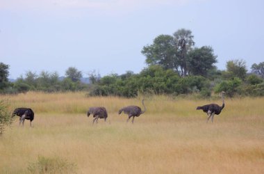 Afrikalı devekuşu sürüsü
