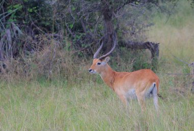 savana, vahşi ceylan