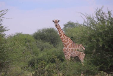 meraklı zürafa (zürafa zürafa)