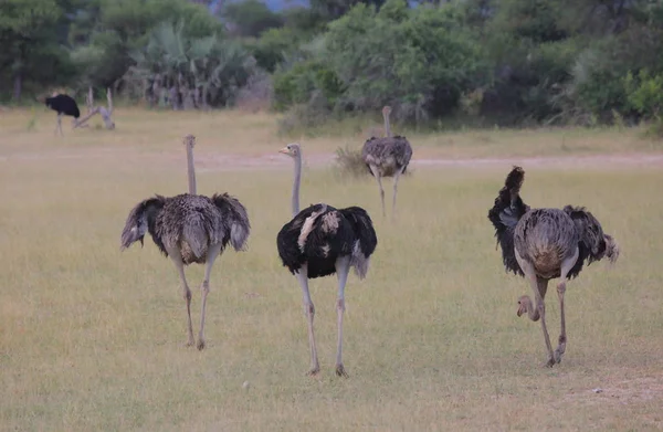 Manada de avestruces africanos —  Fotos de Stock