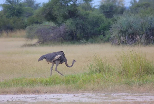 Afrikalı devekuşu otlatma