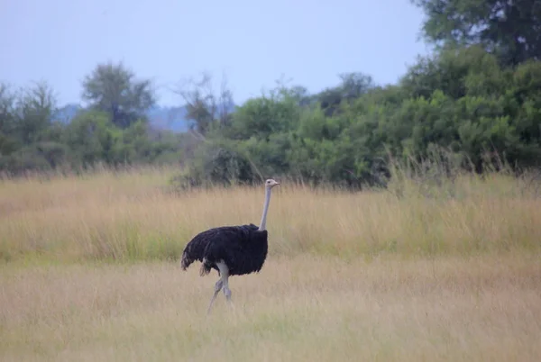 Африканського страуса випасу — стокове фото