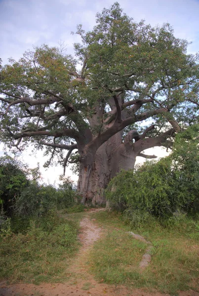 Baobabbaum im Mahango-Wildreservat, — Stockfoto