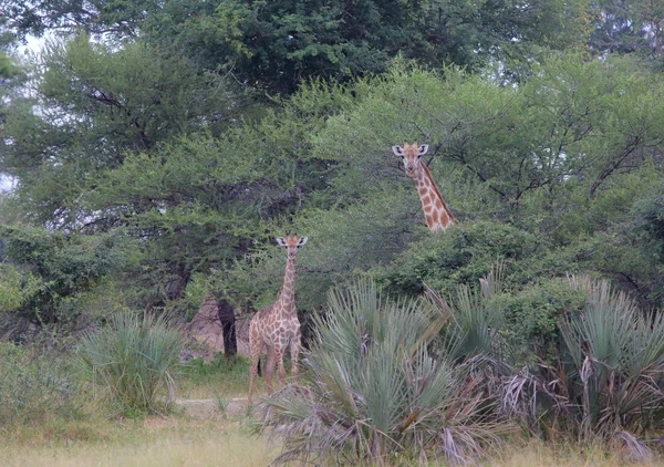 Groupe de jeunes Girafes — Photo