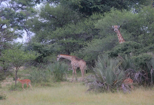 Gruppen av unga giraffer — Stockfoto
