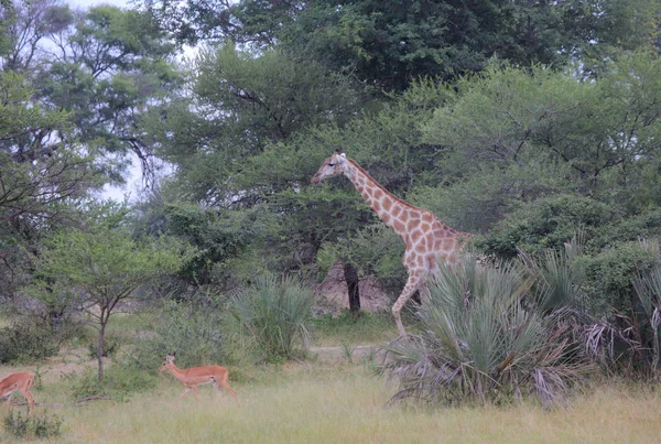 Nyfiken giraff (Giraffa camelopardalis) — Stockfoto