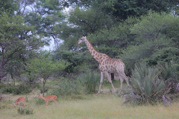 호기심 기린 (Giraffa 기린자리) — 스톡 사진