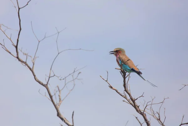 Птах на дереві, Mahango парк Гра — стокове фото