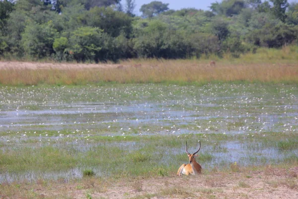 Samec Impale (Aepyceros melampus ) — Stock fotografie