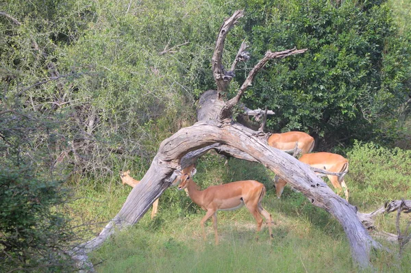 Africké Impala v jejich přirozeném prostředí — Stock fotografie