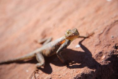 Kızıl saçlı kaya ya da gökkuşağı agama