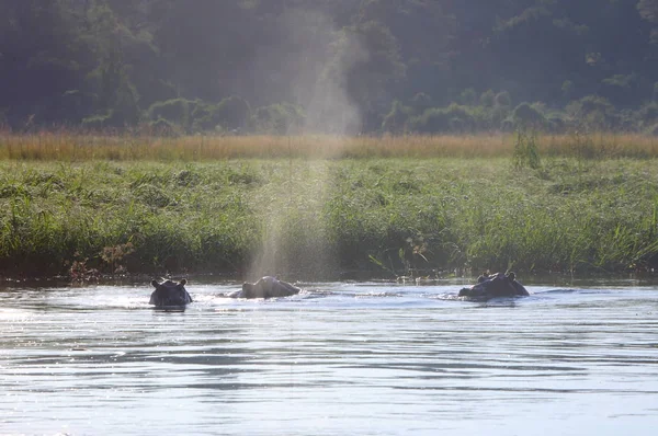 Viele Flusspferde im Okavango-Fluss — Stockfoto