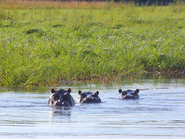 Muitos hipopótamos no rio Okavango — Fotografia de Stock