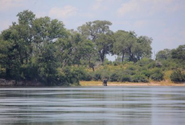 Okavango Nehri, genç fil