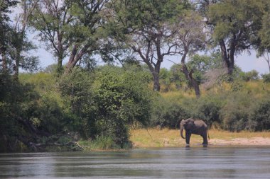 Okavango Nehri, genç fil