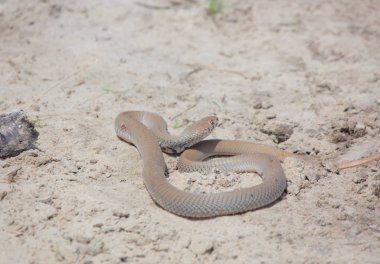 Yılan Peringueys engerek, Namibya