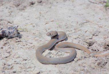 Yılan Peringueys engerek, Namibya