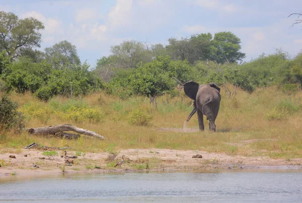 Young elephant at Okavango river — Stock Photo, Image