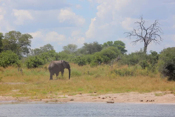 Young elephant at Okavango river — Stock Photo, Image