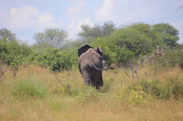 Молодой слон у реки Окаванго — стоковое фото