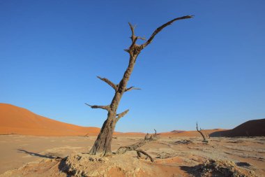 Deadvlei akasya ağaçları
