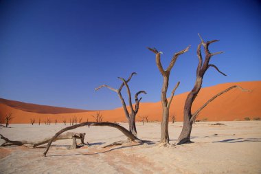Deadvlei akasya ağaçları