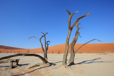 Deadvlei akasya ağaçları