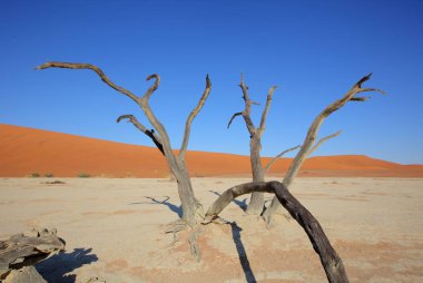 Deadvlei akasya ağaçları