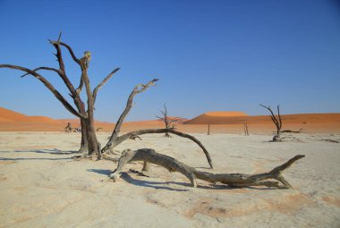 Deadvlei akasya ağaçları