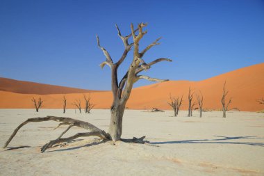 Deadvlei akasya ağaçları