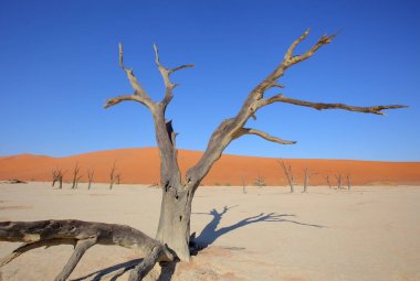 Deadvlei akasya ağaçları