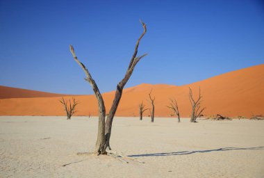 Deadvlei akasya ağaçları