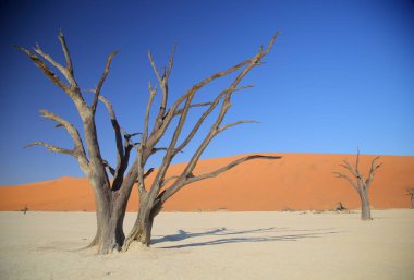 Deadvlei akasya ağaçları