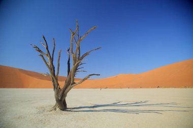 Deadvlei akasya ağaçları