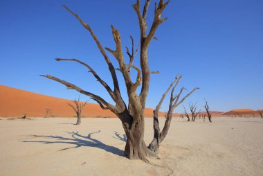 Deadvlei akasya ağaçları