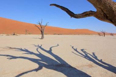 Deadvlei akasya ağaçları