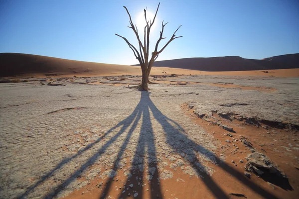 Deadvlei akasya ağacı, Naukluft Park