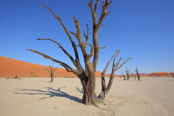 Deadvlei akasya ağaçları