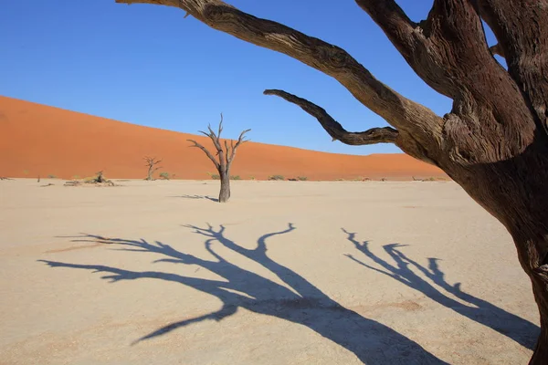 Deadvlei akácie — Stock fotografie