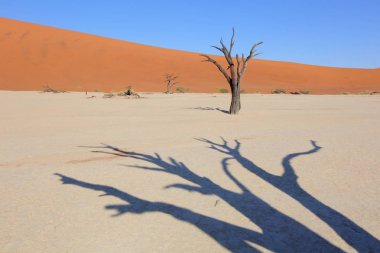 Deadvlei akasya ağaçları