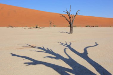 Deadvlei akasya ağaçları