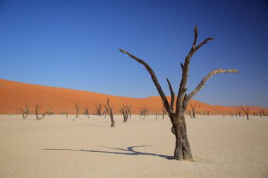 Deadvlei akasya ağaçları