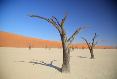 Deadvlei akasya ağaçları