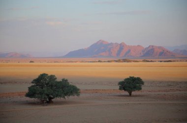 Deadvlei akasya ağaçları