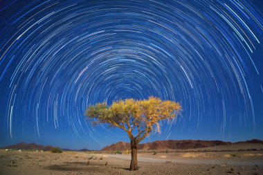 Deadvlei akasya ağaçları